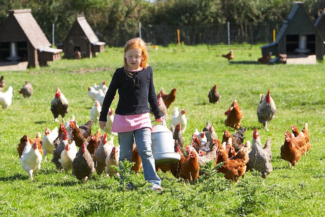 Planning an Unforgettable Farm Vacation